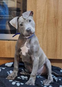 Canine Lead Dog Services